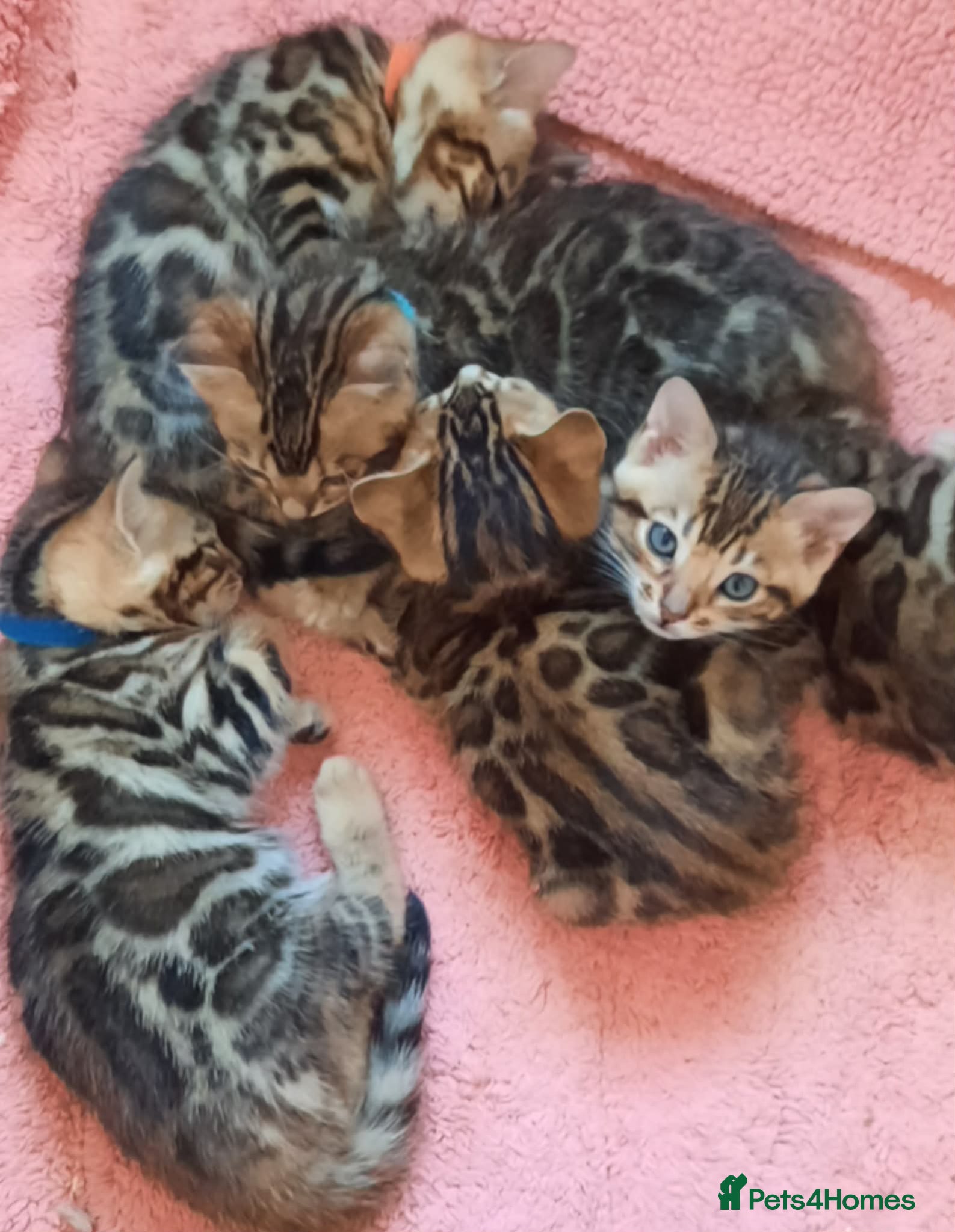 Bengal cats Absolutely Stunning litter, TICA reg Bengal Cubs  - Advert 1