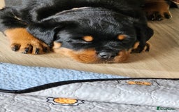 Rottweiler dogs for sale: Pure breed Rottweiler  - Image 10