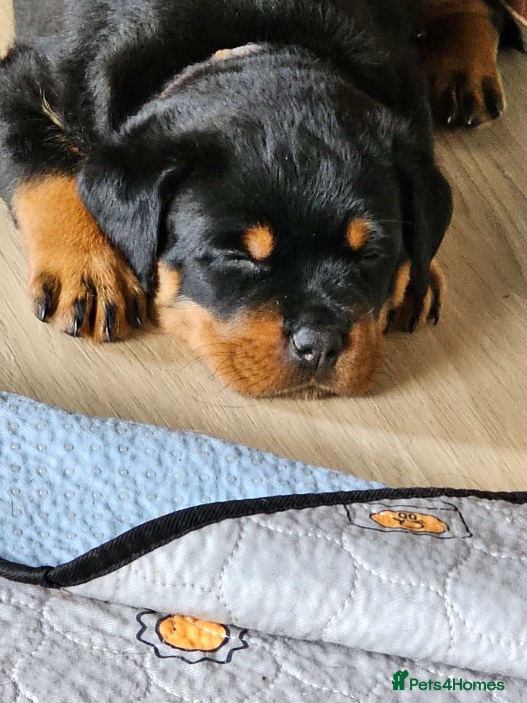 Rottweiler dogs for sale: Pure breed Rottweiler  - Image 10