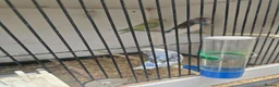 Budgerigars birds for sale: 2026 budgies - Advert 4