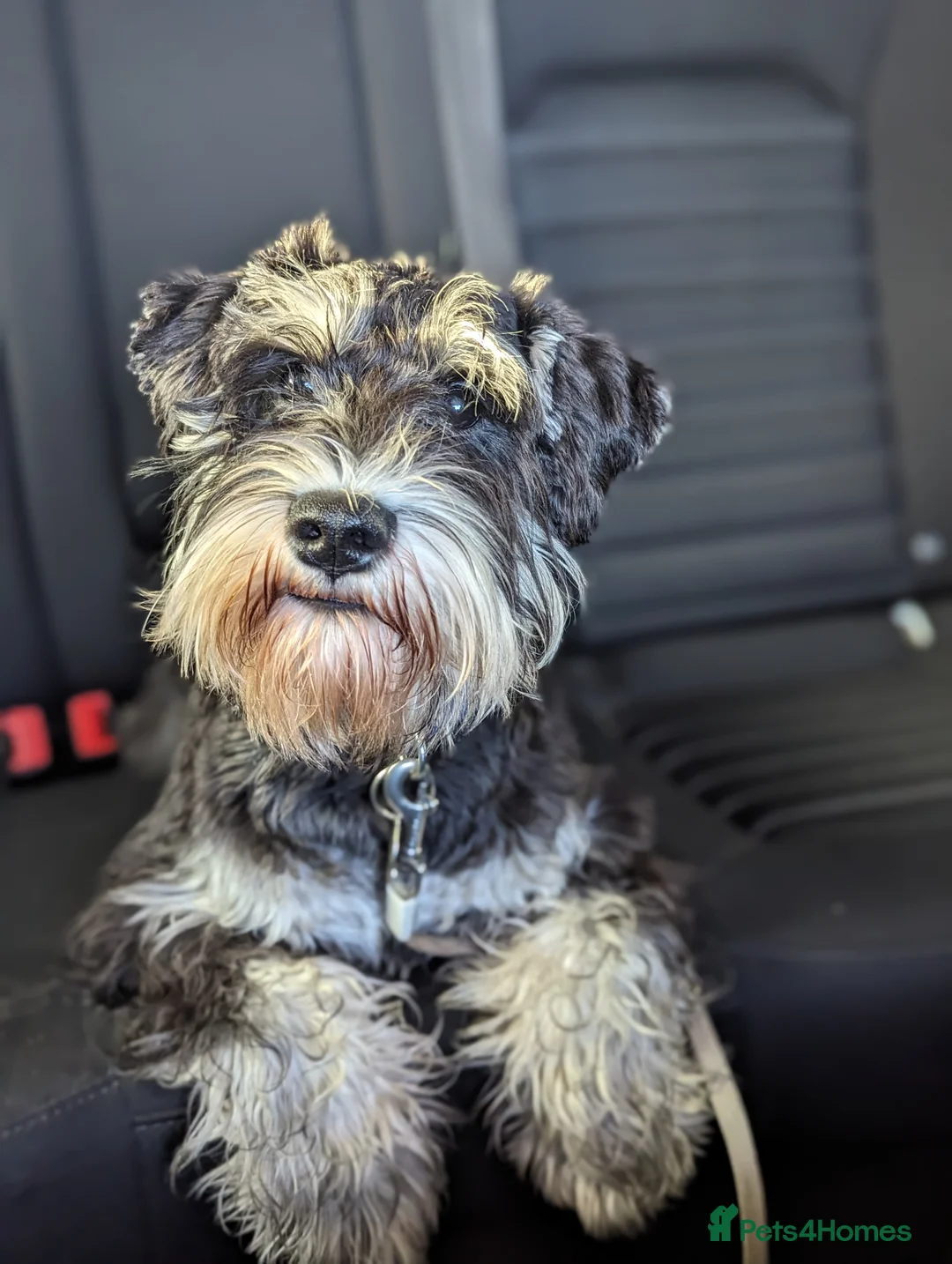 Miniature Schnauzer dogs for stud: Fully health tested, KC reg stud - Advert 8