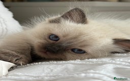 Ragdoll cats for sale: Beautiful purebred Ragdoll kittens  - Image 1