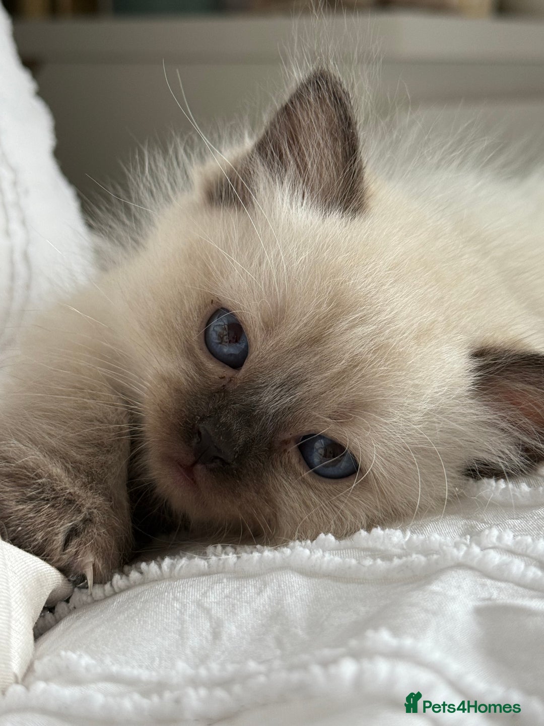Ragdoll cats for sale: Beautiful purebred Ragdoll kittens  - Image 1