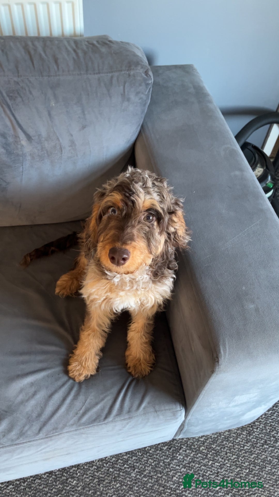 Cockapoo dogs for sale: Tri colour Cockapoo - Advert 7