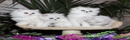 Persian cats for sale: Stunning Chinchilla Persian Kittens-Ready to go 💕 - Advert 6