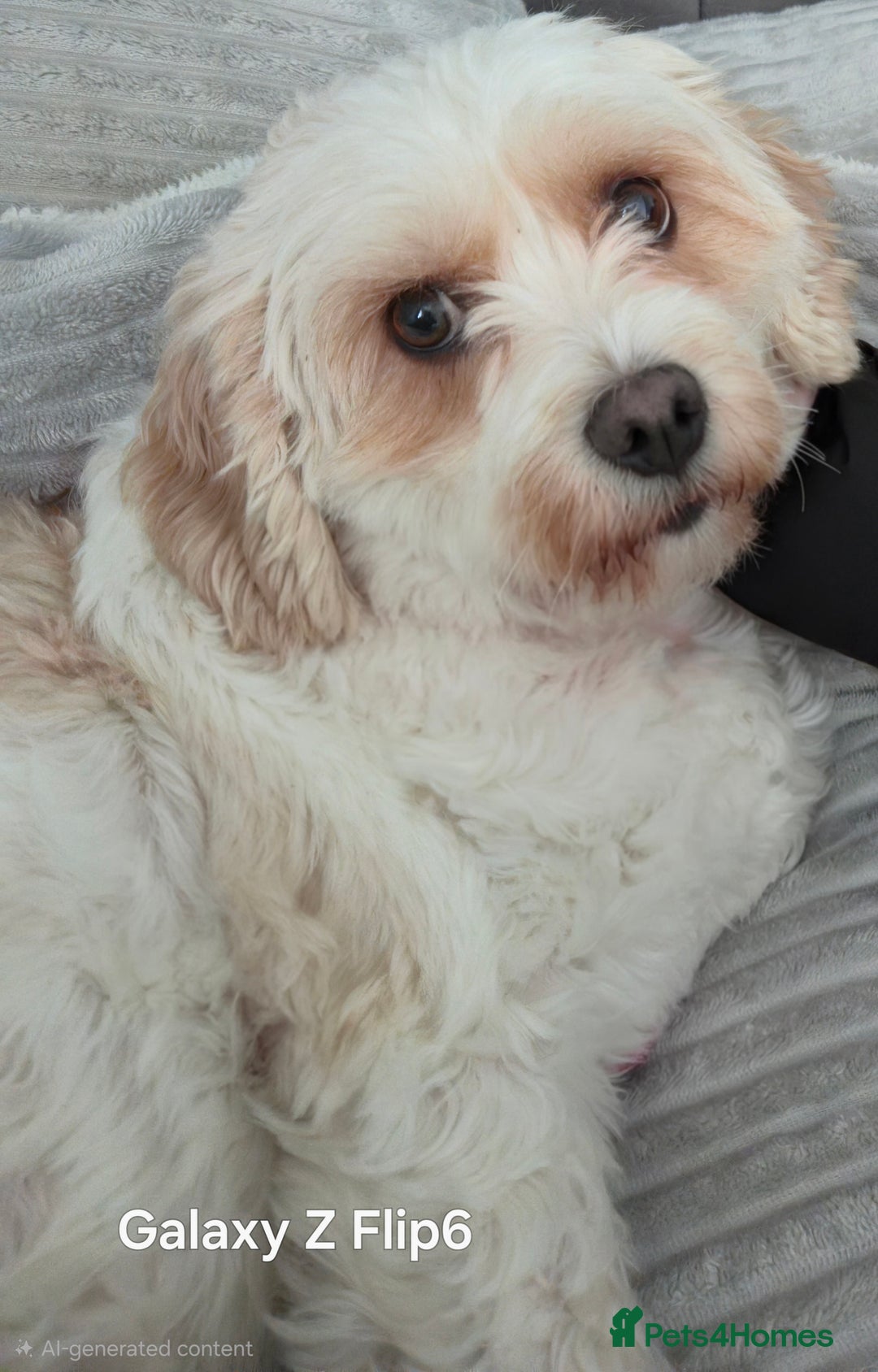 Cavapoo dogs for sale: Cavapoo Girl Age 6 Years - Advert 2