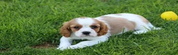 Cavalier King Charles Spaniel dogs for sale: PUG x CAVALIER puppies for sale  - Advert 19
