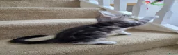 Maine Coon cats for sale: Registered and Licensed cattery - Advert 10