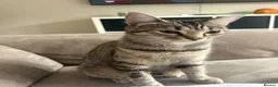 Bengal cats for sale: Bengal x tabby female cat  - Advert 1