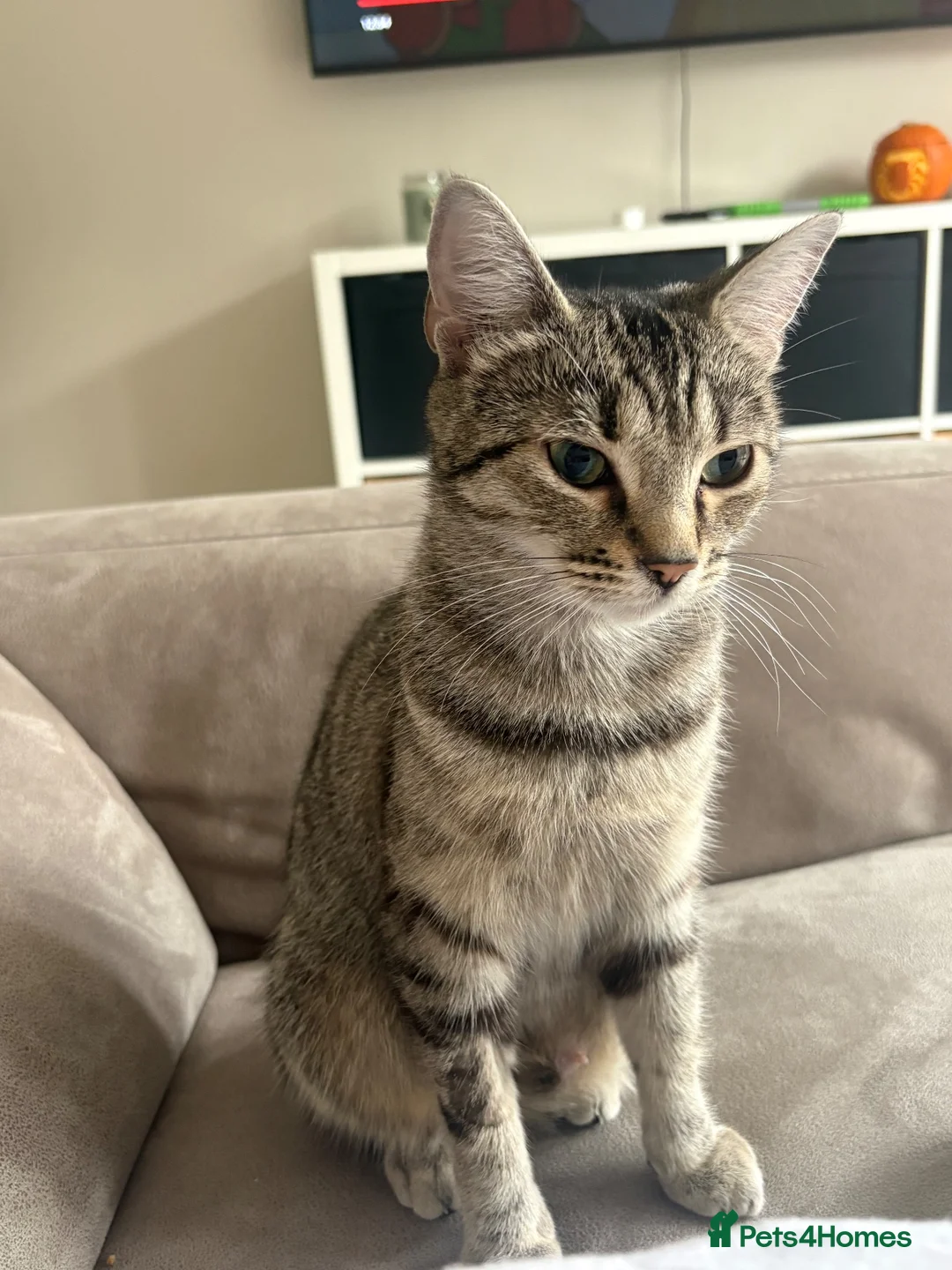 Bengal cats for sale: Bengal x tabby female cat  - Advert 1