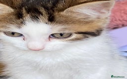 British Shorthair cats for sale: Kittens for sale - Image 2