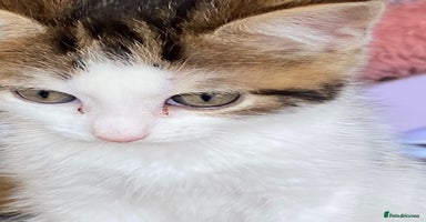 British Shorthair cats - Advert 11