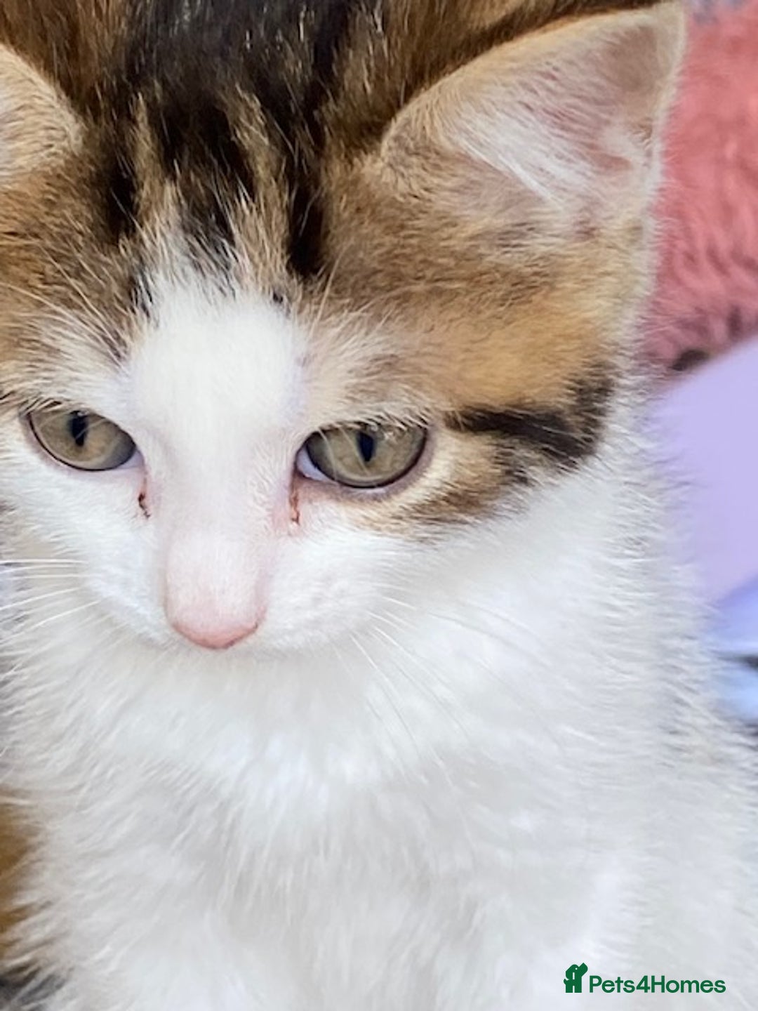 British Shorthair cats for sale: Kittens for sale - Image 2