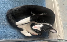Mixed Breed cats for sale: Loveable boy needs home - Image 3