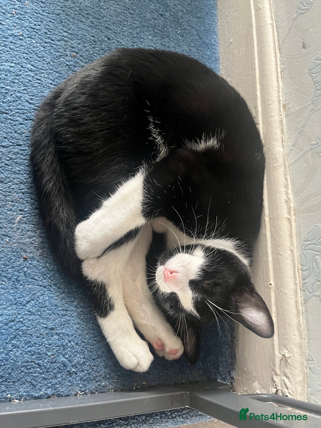 Mixed Breed cats for sale: Loveable boy needs home - Image 3