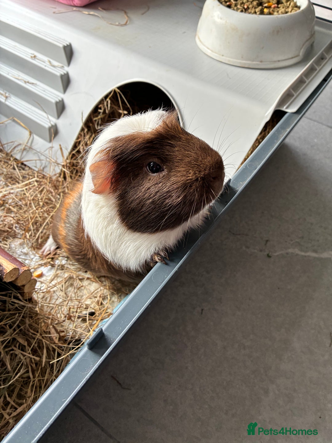 Guinea Pig rodents for sale: Male single Guinea Pig  - Advert 7
