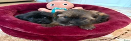 Shorkie dogs for sale: Yorkie/Shih Tzu  - Advert 3