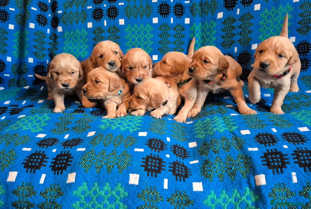 Golden Retriever dogs for sale: KC Reg dark coloured retrievers - 3 boys & 5 girls - Advert 1