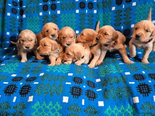 Golden Retriever dogs KC Reg dark coloured retrievers - 3 boys & 5 girls - Advert 2