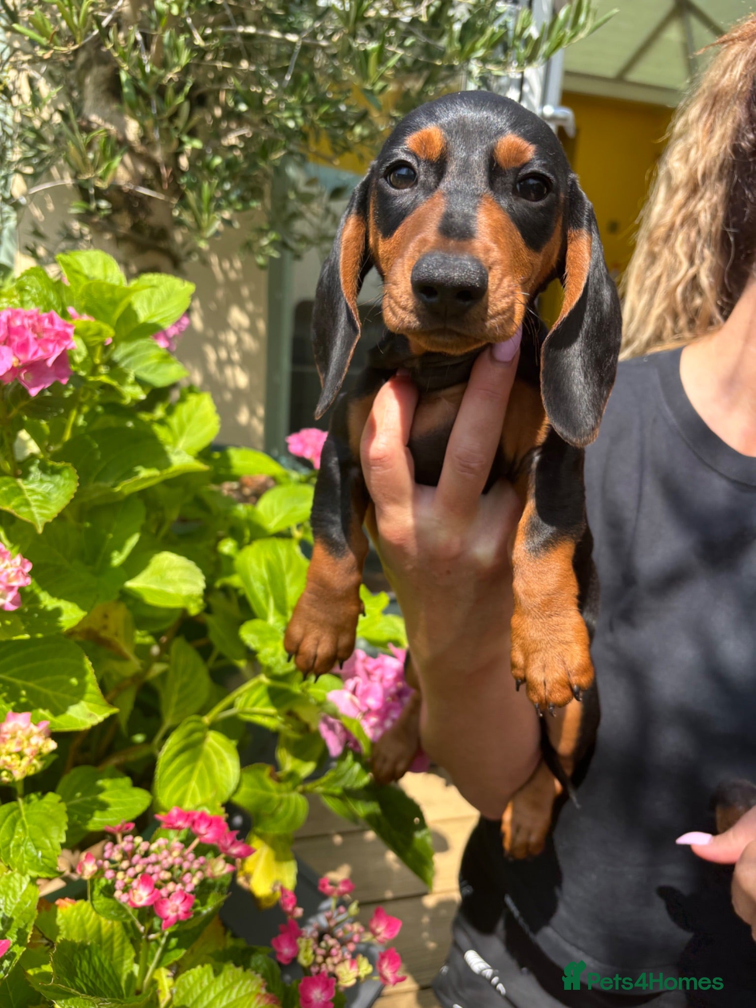 Miniature Dachshund dogs Stunning KC Miniature Dachshund Last 3 - Advert 2