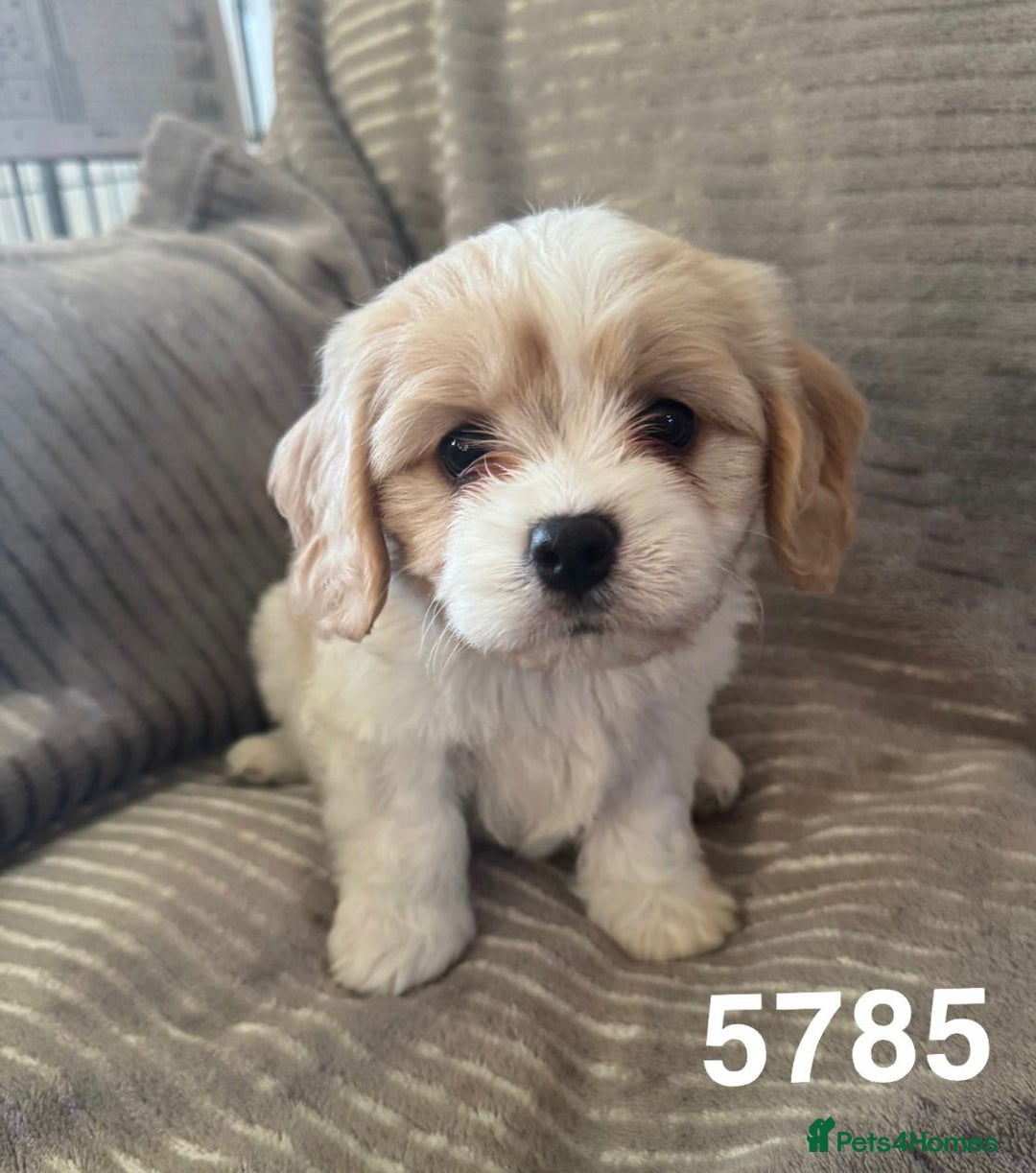 Cavachon dogs for sale: CAVACHON F1 PUPS DNA CLEAR - Advert 6
