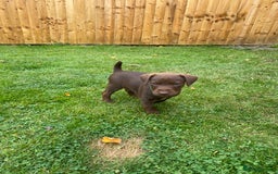 Patterdale Terrier dogs for sale: ⭐️PATTERDALE TERRIER PUPPIES  - Image 15