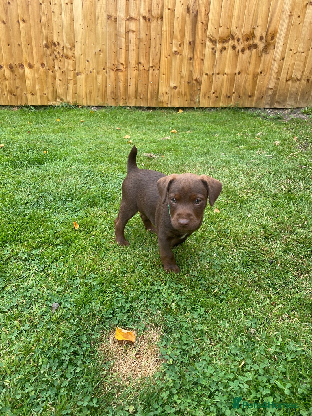 Patterdale Terrier dogs for sale: ⭐️PATTERDALE TERRIER PUPPIES  - Image 15