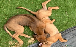 Rhodesian Ridgeback dogs for sale: Rhodesian ridgebacks for sale - Image 6