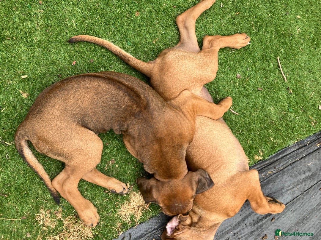 Rhodesian Ridgeback dogs for sale: Rhodesian ridgebacks for sale - Image 6