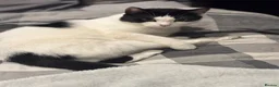 American Shorthair cats for sale: MOTHER CAT Orea - Advert 1