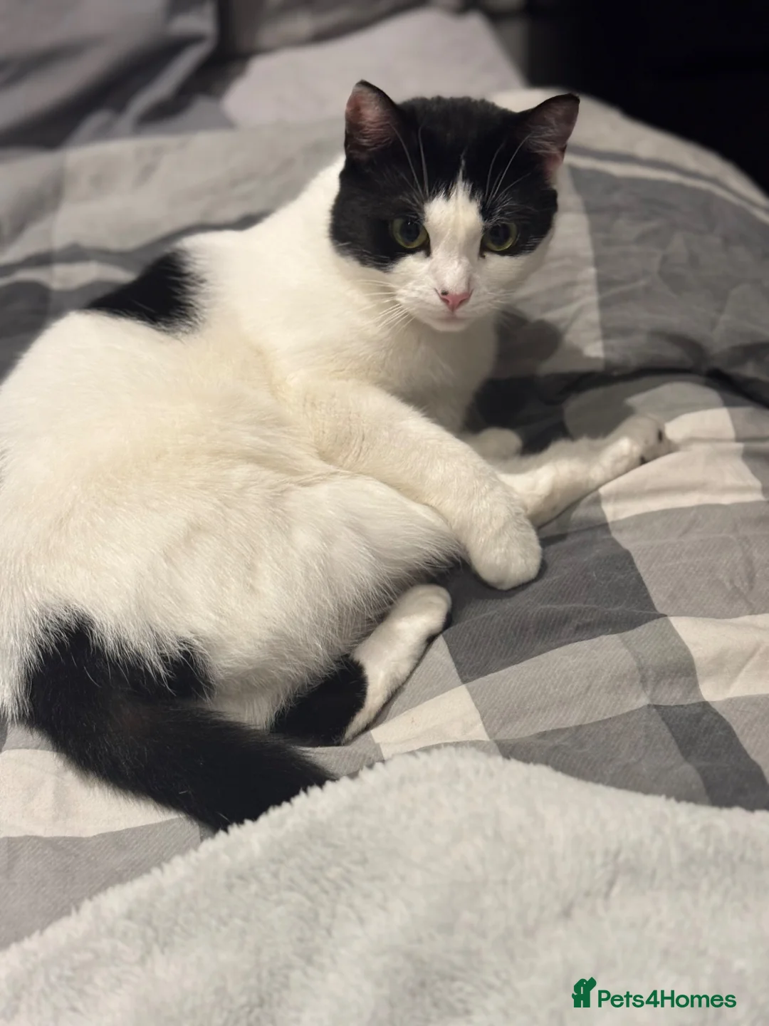 American Shorthair cats for sale: MOTHER CAT Orea - Advert 1