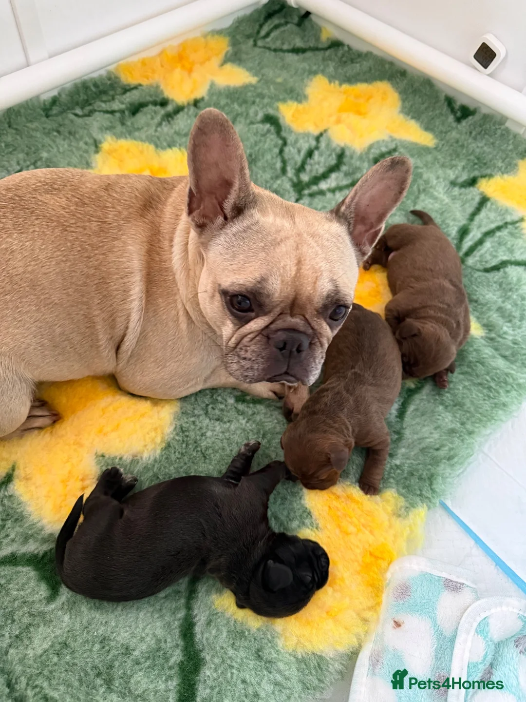 Mixed Breed dogs for sale: Cockapoo X frenchie puppies  - Advert 2