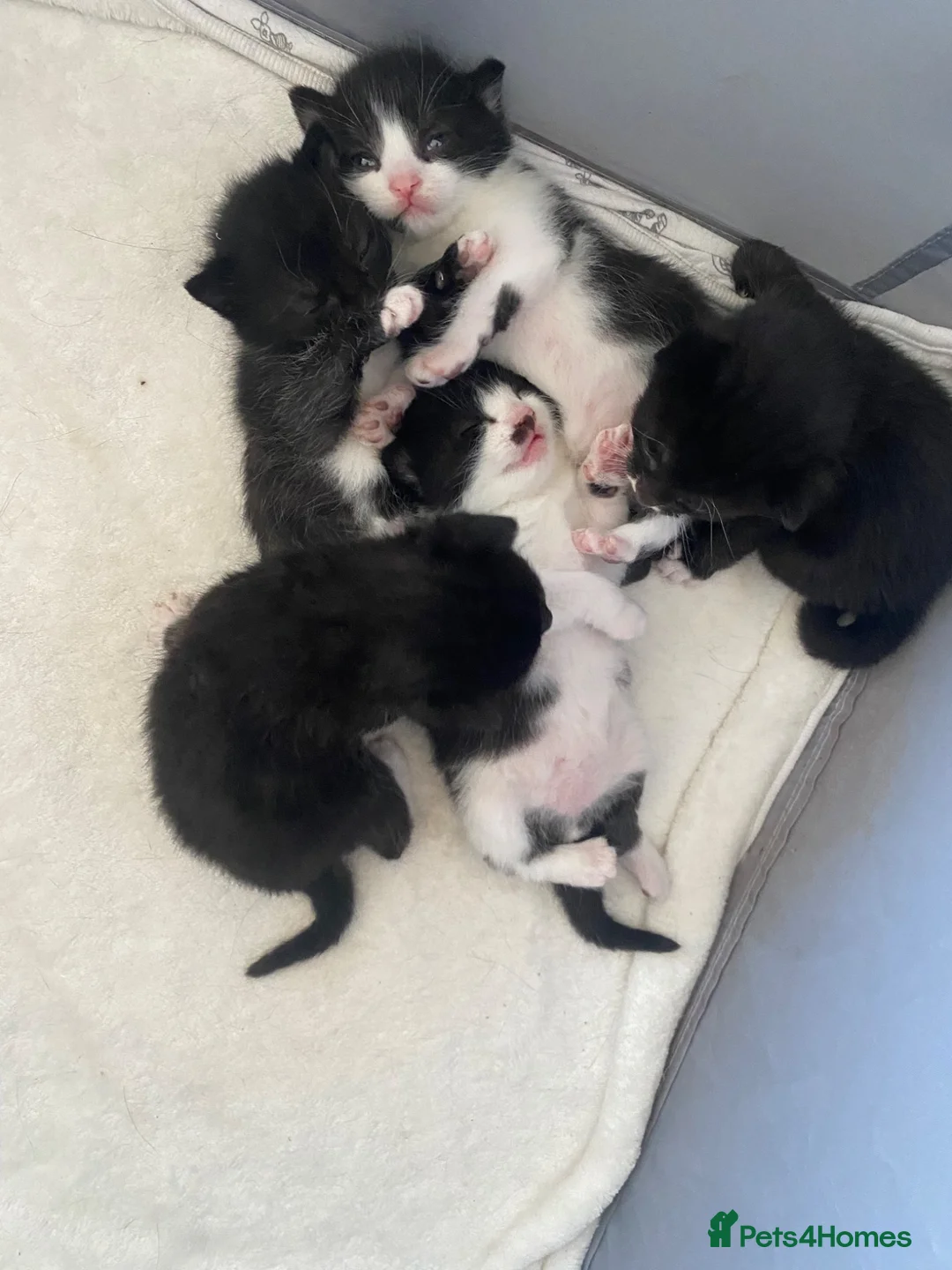 Mixed Breed cats for sale: 5 little babies ✨ - Advert 1
