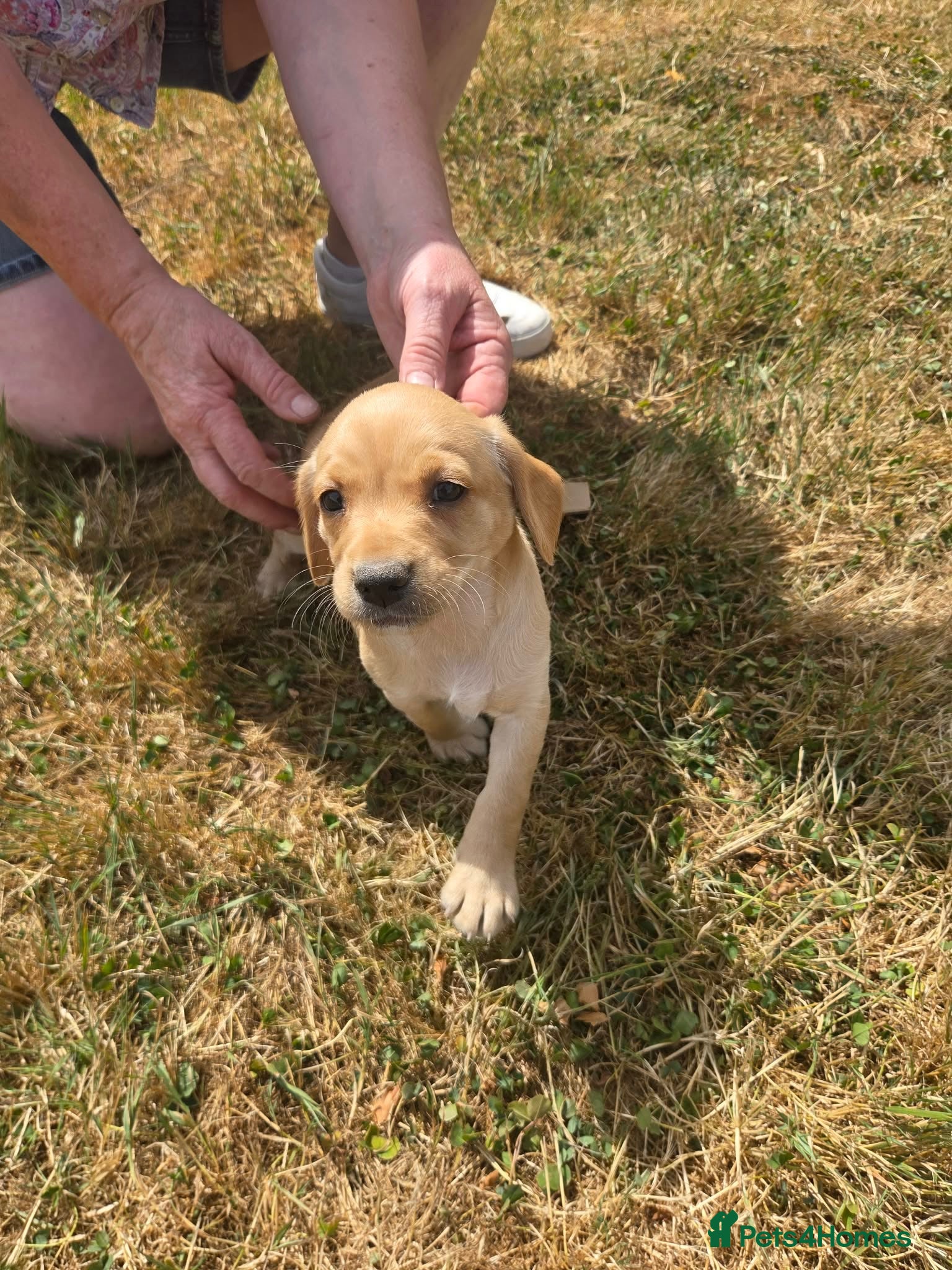 Cockerdor dogs Beautiful Cockerdor puppies  - Advert 1