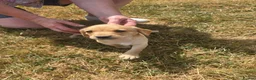 Cockerdor dogs for sale: Beautiful Cockerdor puppies  in Wincanton - Advert 1