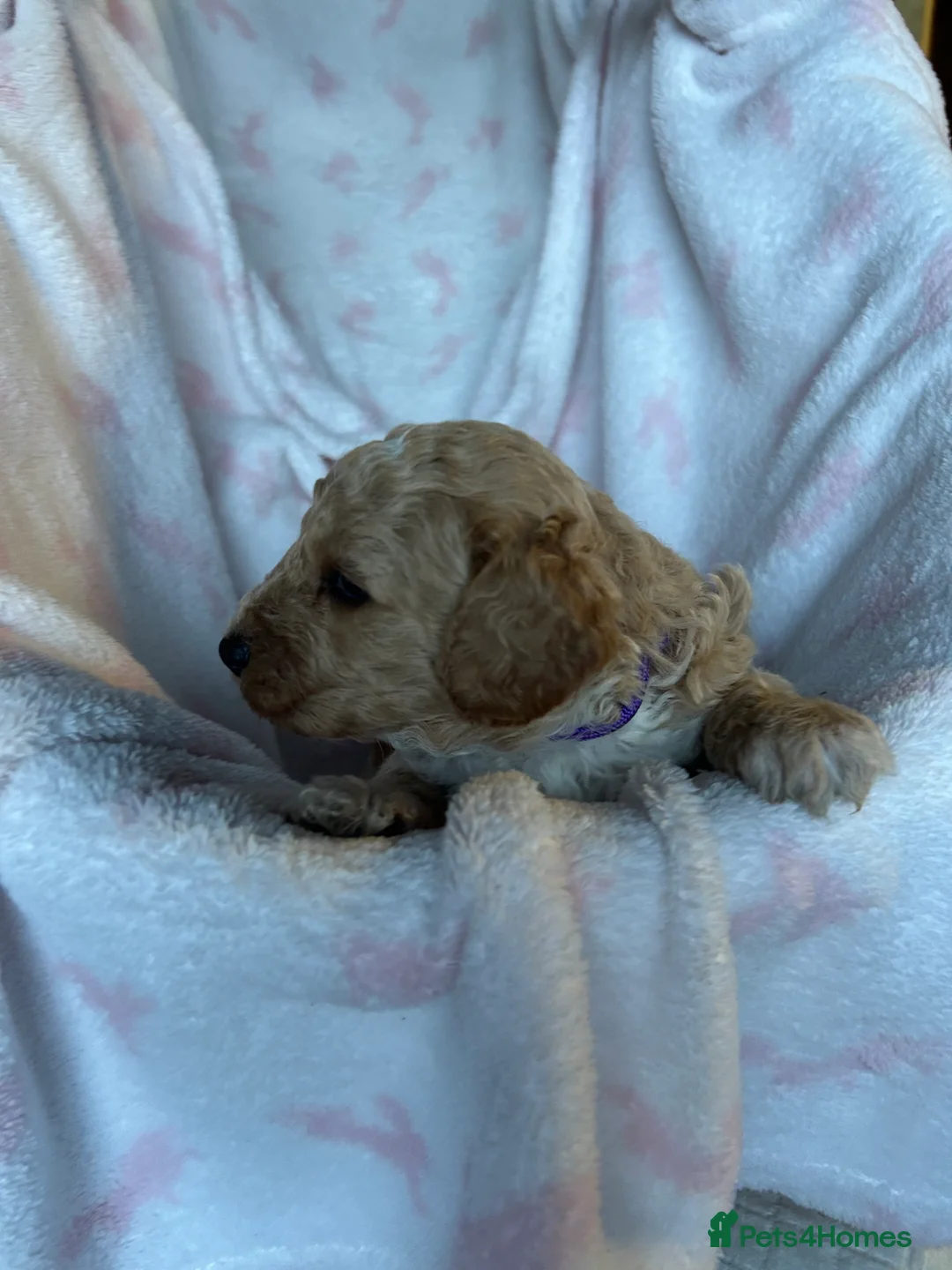 Cavapoo dogs for sale: Adventures of a curly cavapoo no further  - Advert 28