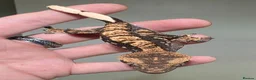 Gecko reptiles for sale: Gorgeous baby Crested Gecko and tank - Advert 2