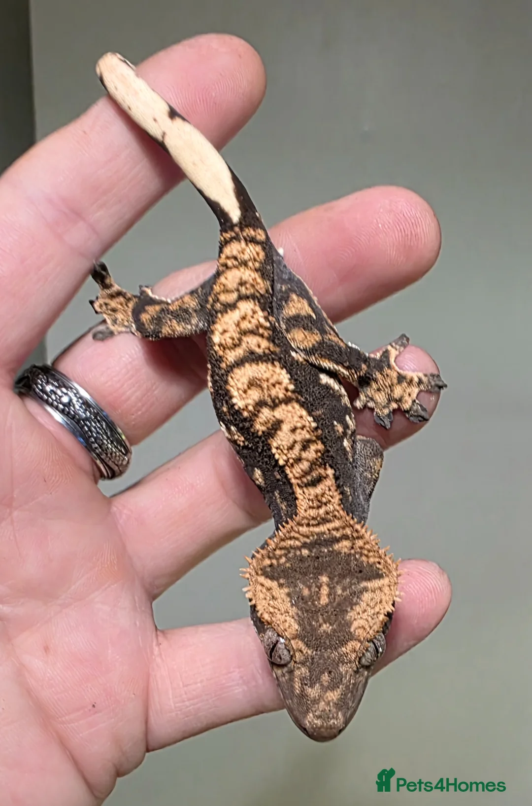 Gecko reptiles for sale: Gorgeous baby Crested Gecko and tank - Advert 2