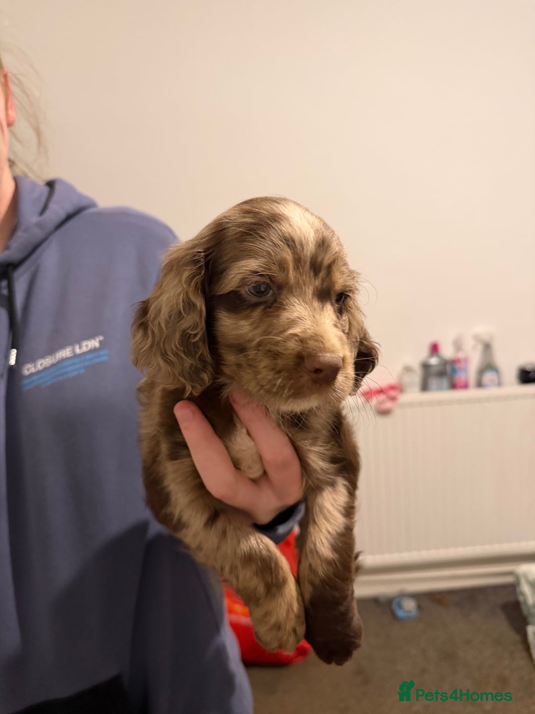 Cocker Spaniel dogs for sale: FEMALE CHOC WORKING COCKER LEFT! - Advert 25