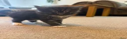 Maine Coon cats for sale: Stunning Maine Coon Cross Kittens – Ready Soon 🐾  - Advert 7