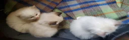 Ragdoll cats for sale: Ragdoll kittens for sale  - Advert 7
