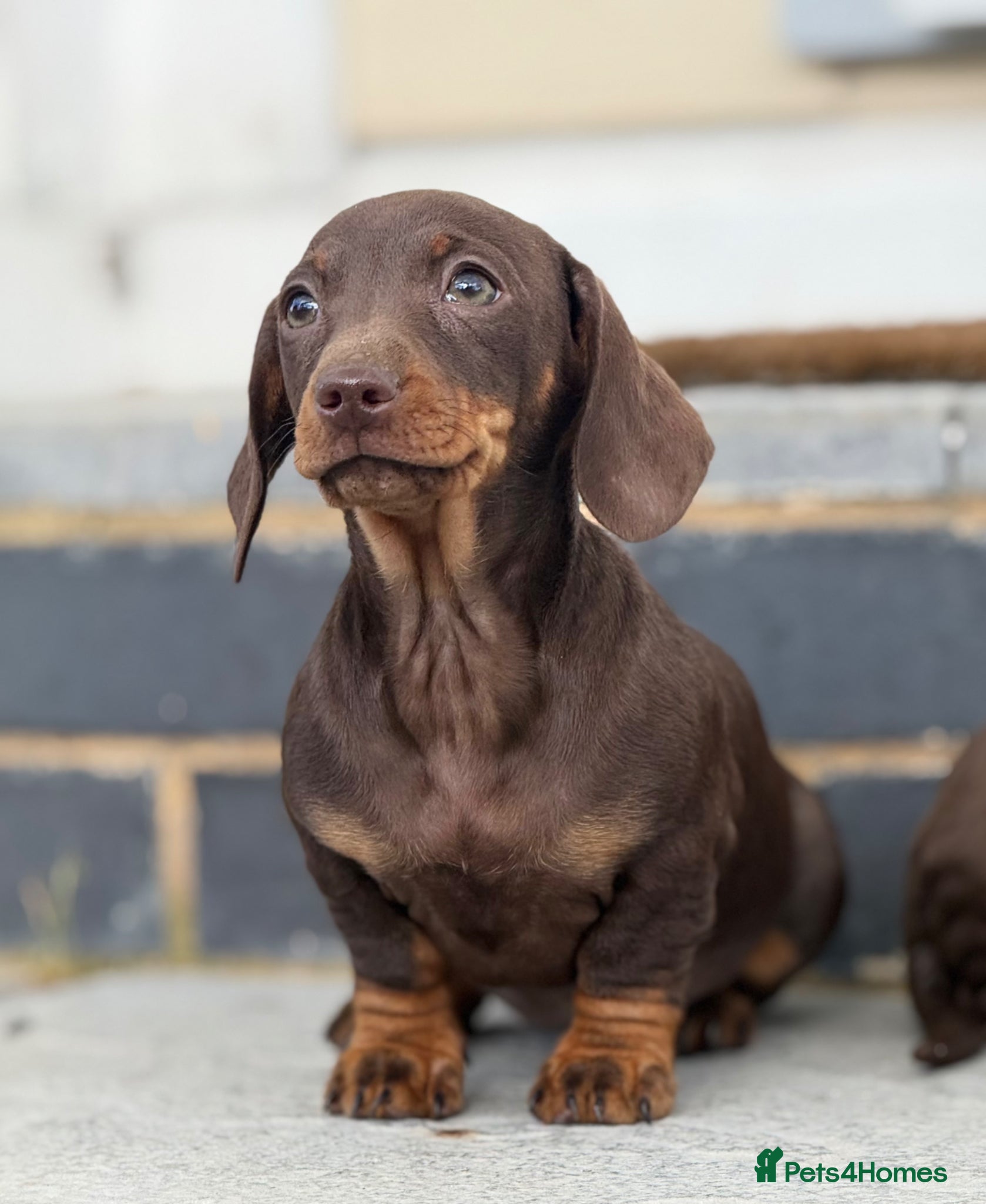 Miniature Dachshund dogs Gorgeous smooth coat mini dachshund puppies  - Advert 1