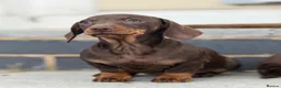 Miniature Dachshund dogs for sale: smooth coat mini Daxi’s toilet and lead trained - Advert 1