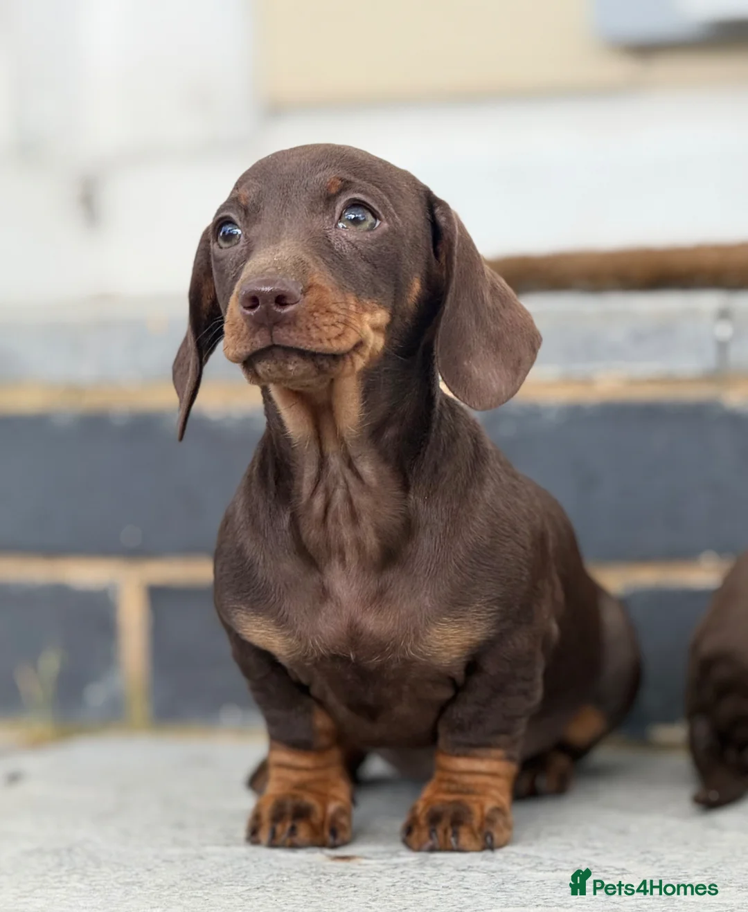 Miniature Dachshund dogs for sale: smooth coat mini Daxi’s toilet and lead trained - Advert 1