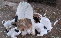 Jack Russell dogs for sale: KC Jack Russell pups, DNA Clear- LOA, SCA, PLL - Image 14