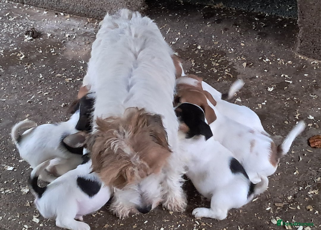 Jack Russell dogs for sale: KC Jack Russell pups, DNA Clear- LOA, SCA, PLL - Image 14