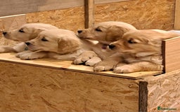 Golden Retriever dogs for sale: Beautiful Golden Retriever pups - Image 3