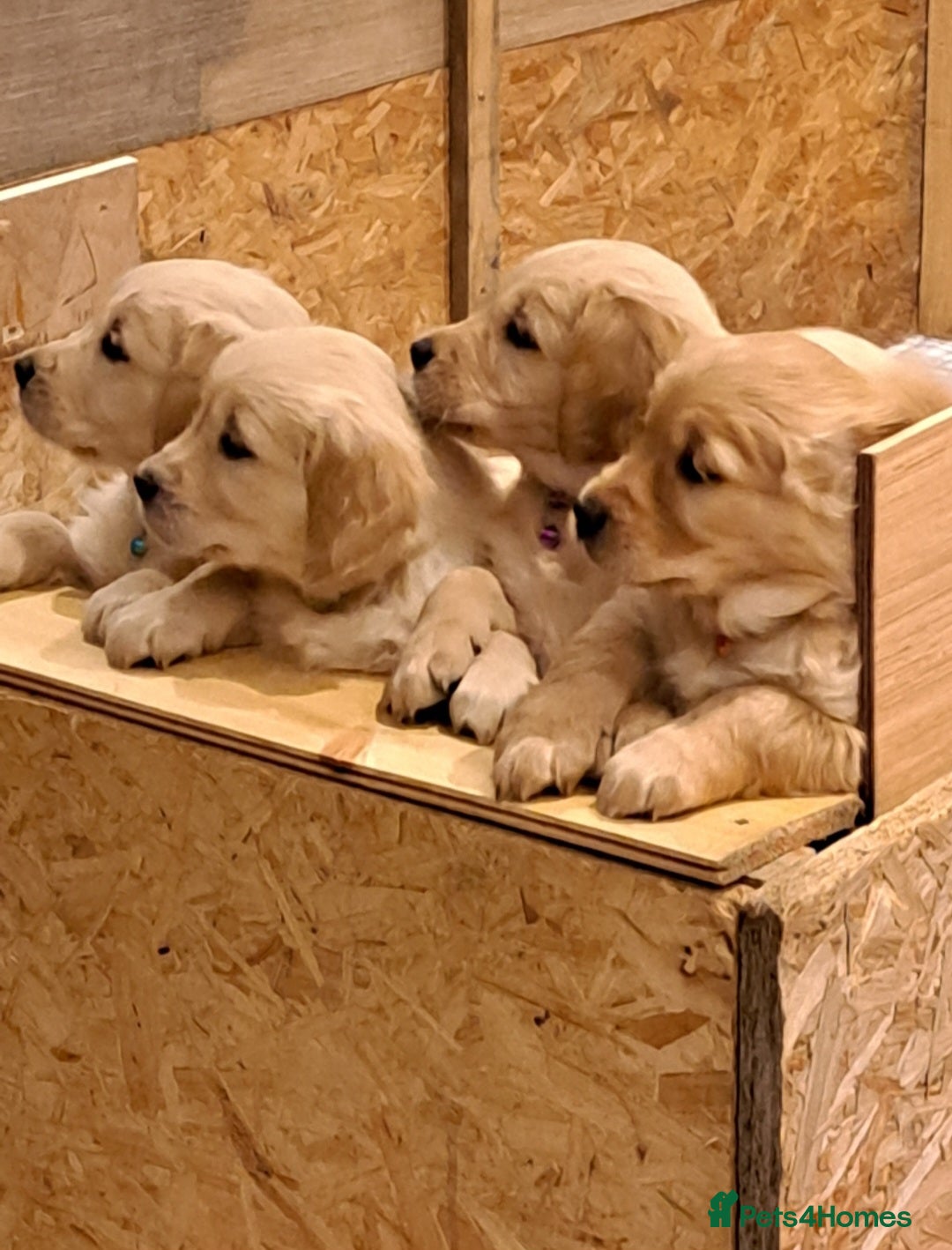 Golden Retriever dogs for sale: Beautiful Golden Retriever pups - Image 3