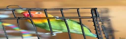 Lovebirds birds for sale: Lovely Lovebird For Sale in Banbury - Advert 14