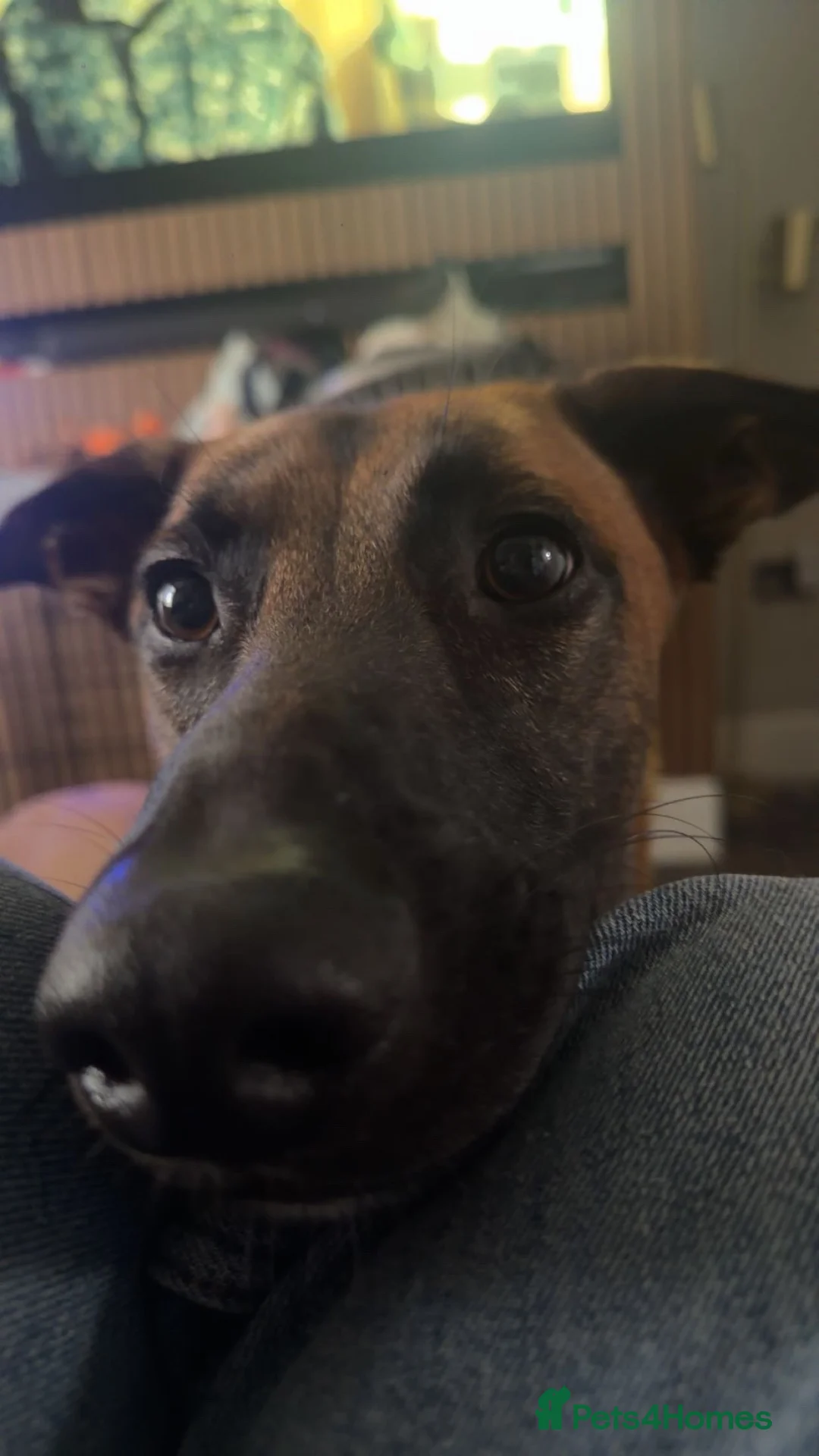 Belgian Shepherd Dog dogs for sale: Male Belgium Malinois  - Advert 2